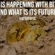 What is Happening with Bitcoin and What is its Future